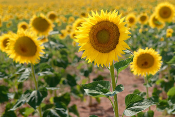 A sunflower standing out among many