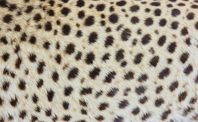 The texture of the leopard animal's fur.
