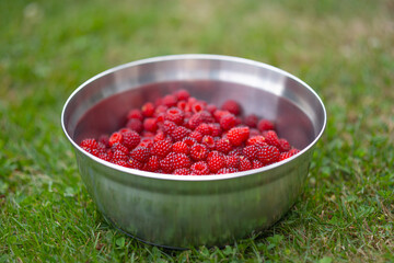 freshly picked wineberries in a bowl in the grass