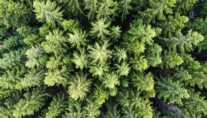 Fototapeta premium Overhead View of Dense Green Pine Forest in Sunlight with Natural Texture