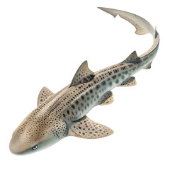 Fototapeta premium A realistic depiction of a leopard shark swimming gracefully. The shark features a slender body with distinctive spots and a long tail.