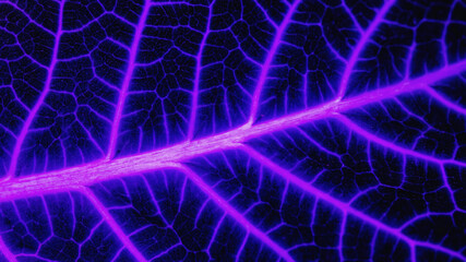 Extreme Closeup of Leaf Vein Network with Glowing Outlines on Dark Background