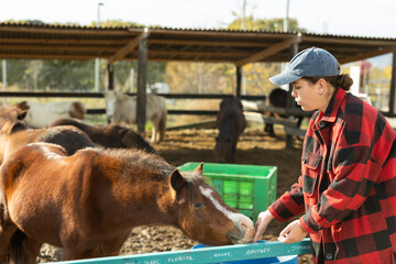 Caring young female stable keeper checking and stretching hand to stallions near paddock at ranch...