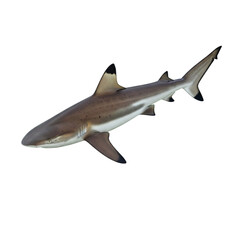Fototapeta premium Dramatic Isolated Image of a Dangerous Blacktip Reef Shark Swimming in the Ocean