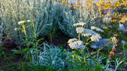 Blooming Yarrow with White Flowers in a California Biome