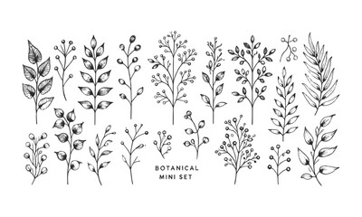 A minimal botanical vector illustration set featuring six unique plant and floral line drawings, Set hand drawn curly grass and flowers, Decorative floral, easily editable.