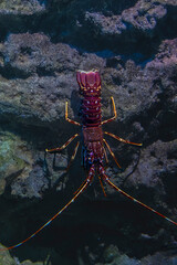 Langouste festonnée