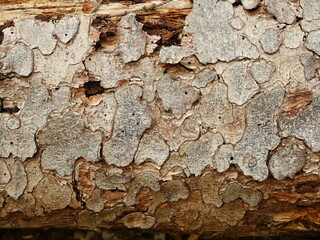 Felled spruce trunk with bark beetle traces. Flaking bark, damaged wood. Copyspace