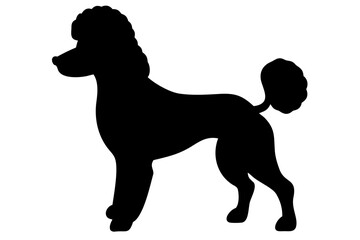 Mini poodle dog silhouette on white background animal