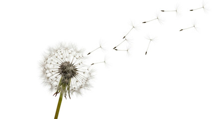 A dandelion with seeds blowing in the wind against a stark white background in a close up view