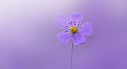 Delicate purple flower on vivid lavender background