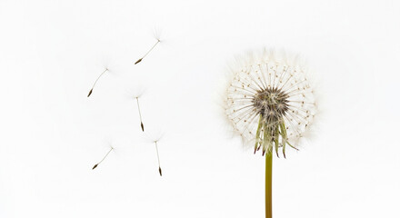 A dandelion seed head with seeds dispersing on a plain white background view