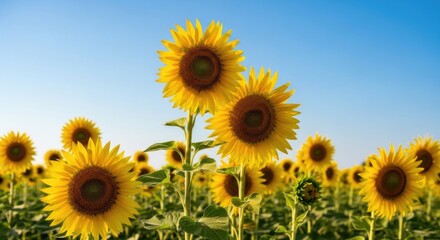 Obraz premium Vibrant sunflower field under clear blue sky in summer