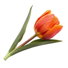 Naklejka premium Single orange-red tulip close-up