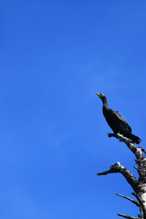 Dead Tree Serves as Resting Spot for Cormorant