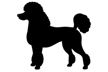 Long Haired Poodle Silhouette animal