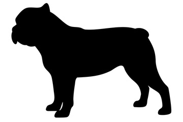 Tan bulldog dog silhouette on white background animal