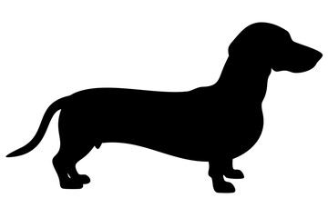 Dachshund dog silhouette on white background animal