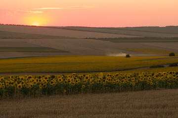 A field of yellow flowers