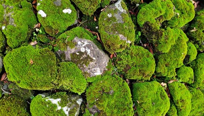 Close Up of a Green Moss Covered Stone Wall Texture and Natural Pattern