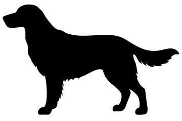 Golden Retriever Dog Silhouette with Long Hair long haired dog