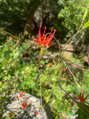 A California Mountain Biome Looking at Columbine in Bloom
