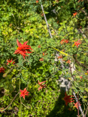 A California Mountain Biome Looking at Columbine in Bloom
