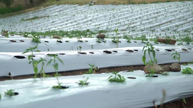 Rows of crops growing through plastic mulch in a field