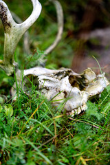 Deer Skull with Antlers in Green Grass: Nature's Cycle in Wilderness, Close-Up of Animal Remains – Wildlife & Mortality