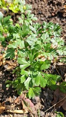 Parsley plant. Parsley grows in the garden