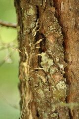 bark of a tree