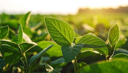 Close-up of vibrant green soybean leaves in a field at sunrise