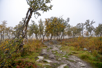 Misty Autumn Forest Path: Enchanting Wilderness Trail with Gnarled Trees & Golden Foliage – Ideal for Nature, Hiking & Serenity Themes
