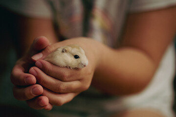 Cute small Russian hamster on the hands of a child