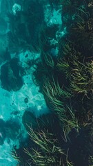 Overhead View of Seaweed in Turquoise Water with Sunlight Reflections