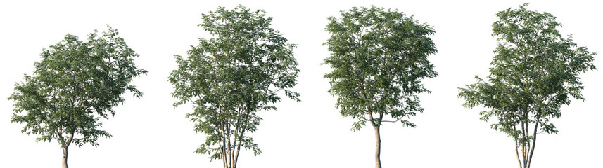 Set of Celtis julianae (the Julian hackberry) frontal set street trees isolated png on a transparent background perfectly cutout