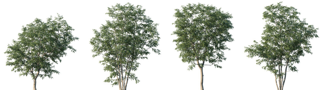 Set of Celtis julianae (the Julian hackberry) frontal set street trees isolated png on a transparent background perfectly cutout