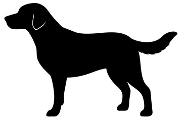 Golden Retriever Dog Silhouette on White Background