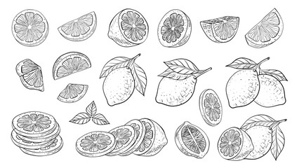 Lemon drawn by hand vector set