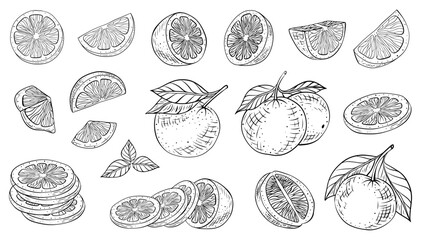 Orange drawn by hand vector set