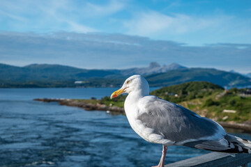 Bodø, la città norvegese a nord del circolo polare artico, tra il Vestfjorden e il Saltjorden