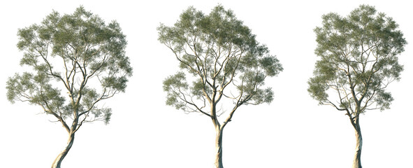 Set of Eucalyptus amygdalina (commonly known as black peppermint) frontal isolated png in sunny daylight on a transparent background perfectly cutout