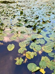 natural water lilies leaves on the water