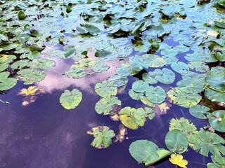 natural water lilies leaves on the water
