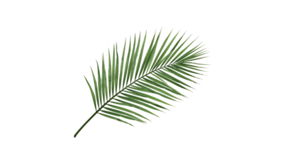 Vibrant green palm frond with delicate white outline perfect for tropical themes, summer vibes and natural design projects.