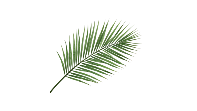 Vibrant green palm frond with delicate white outline perfect for tropical themes, summer vibes and natural design projects.