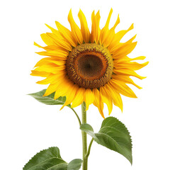 Fototapeta premium Close-up of a vibrant sunflower (5)