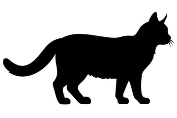 Blue Maine Coon Cat Silhouette feline animal