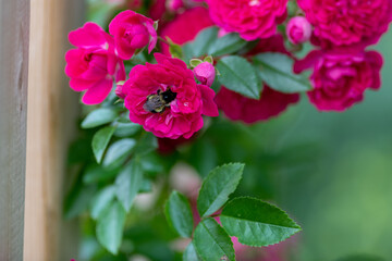A macro of a large bumblebee sucking the nectar from one of several bright pink, vibrant roses. The honeybee has yellow and black stripes on its hairy body, with six long legs, and two antennae. 