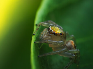 close up of a Cytaea sp jumping spider in leaf